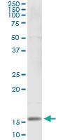 Anti-SH2D1B Mouse Monoclonal Antibody [clone: 2B4]