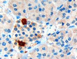 Anti-PPY Antibody (A84102) (3µg/ml) staining of paraffin embedded Human Pancreas. Microwaved antigen retrieval with Tris/EDTA buffer pH 9, HRP-staining.