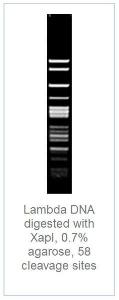 FERMFD1383 - ENZYME FD XAPI 50µL (50RXN)