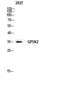 Antibody anti-GPSN2 100 µg