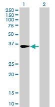 Anti-CENPH Mouse Polyclonal Antibody