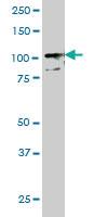 Anti-TLR9 Mouse Monoclonal Antibody [clone: 1E8]