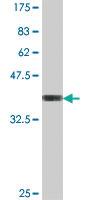 Anti-PLEKHB1 Mouse Polyclonal Antibody