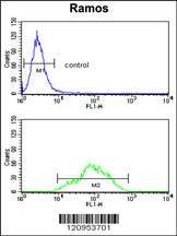 Anti-ETFDH Rabbit Polyclonal Antibody (AP (Alkaline Phosphatase))