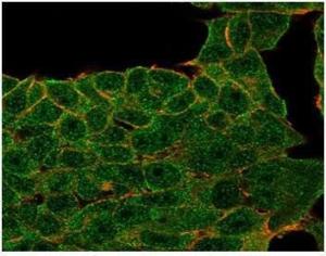 Immunofluorescent analysis of PFA-fixed MCF-7 cells stained with Anti-Lactoferrin Antibody [LTF/4073] followed by Goat Anti-Mouse IgG (CF&#174; 488) (Green). CF&#174; 640A Phalloidin (Red)