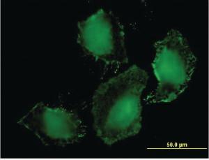 Anti-TLR9 Mouse Monoclonal Antibody [clone: 1E8]