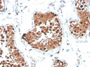 Immunohistochemical analysis of formalin-fixed, paraffin-embedded human testis using Anti-Inhibin alpha Antibody [INHA/4265]