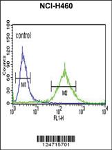 Anti-BBS10 Rabbit Polyclonal Antibody