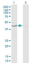 Anti-PARD6B Rabbit Polyclonal Antibody