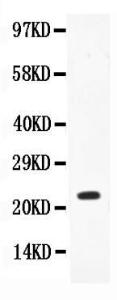 Anti-IL-18 Polyclonal Antibody