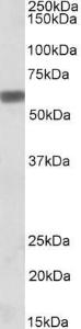 Antibody anti-OSTEOPONTIN 100 µg