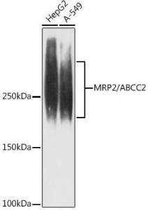 Western blot analysis of extracts of various cell lines, using Anti-MRP2 Antibody [ARC1619] (A305508) at 1:1,000 dilution