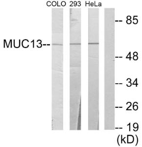 Western blot analysis of lysates from 293, HeLa, and COLO205 cells using Anti-MUC13 Antibody. The right hand lane represents a negative control, where the antibody is blocked by the immunising peptide.