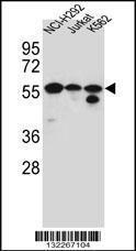 Anti-FOXN2 Rabbit Polyclonal Antibody (APC (Allophycocyanin))