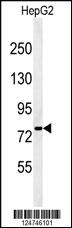 Anti-OR6K2 Rabbit Polyclonal Antibody