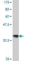 Anti-NR2E1 Mouse Polyclonal Antibody