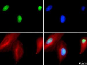 Anti-NTHL1 Rabbit Polyclonal Antibody (Biotin)