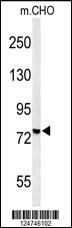 Anti-OR6K2 Rabbit Polyclonal Antibody