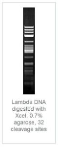 FERMER1472 - ENZYME XCEI 2500 UNITS