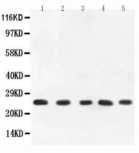 Anti-TNF Alpha Polyclonal Antibody