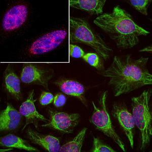 Immunofluorescent analysis of HeLa cells stained with Anti-SF3B4 Antibody [3A1] (A85417), at a dilution of 1:1,000, in red, and co-stained with Anti-Vimentin Antibody (A85421), at a dilution of 1:10,000, in green