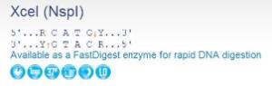 FERMER1471 - ENZYME XCEI 500 UNITS