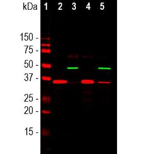 Western blot analysis of different cell lysates, cytosol or nuclear enriched fractions, using Anti-SF3B4 Antibody [3A1] (A85417), at a dilution of 1:1,000, in green