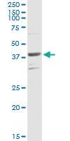 Anti-PARD6B Rabbit Polyclonal Antibody