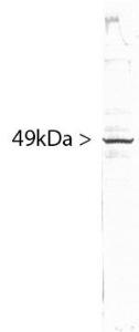 Blots of HeLa cell crude extract stained with Anti-SF3B4 Antibody. SF3B4 runs with an apparent SDS-PAGE molecular weight 49 kDa