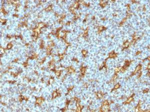 Antibody anti-CD11C ITGAX1242 BSA 100 µg