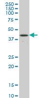 Anti-RBPJ Mouse Monoclonal Antibody [clone: 4E12]