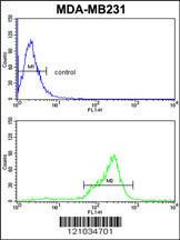 Anti-TBC1D4 Rabbit Polyclonal Antibody (FITC (Fluorescein))