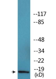 Western blot analysis of lysates from 293 cells treated with heat shock using Anti-Histone H2AX (phospho Ser139) Antibody