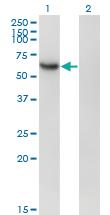 Anti-RBPJ Mouse Monoclonal Antibody [clone: 4E12]