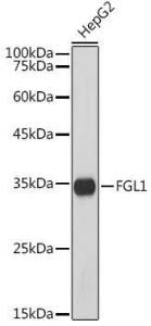 Western blot analysis of extracts of HepG2 cells, using Anti-FGL1 Antibody [ARC5134-01] (A309365) at 1:1,000 dilution