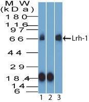 Anti-NR5A2/LRH1 Rabbit Polyclonal Antibody