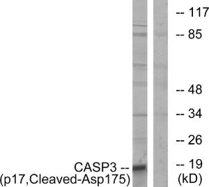 Anti-pro Caspase 3 Rabbit Polyclonal Antibody