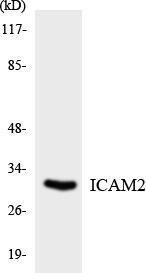 Western blot analysis of the lysates from HT 29 cells using Anti-ICAM2 Antibody