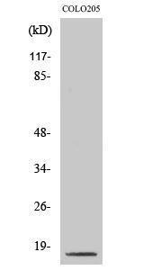 Anti-pro Caspase 3 Rabbit Polyclonal Antibody