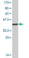 Anti-UBL4A Mouse Monoclonal Antibody [clone: 1C10]