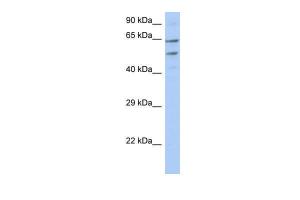 Anti-TMCC3 Rabbit Polyclonal Antibody