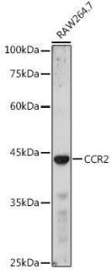 Western blot analysis of extracts of RAW264. 7 cells, using Anti-CCR2 Antibody (A11572) at 1:1,000 dilution. The secondary antibody was Goat Anti-Rabbit IgG H&L Antibody (HRP) at 1:10,000 dilution.