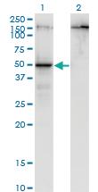 Anti-PARD6B Mouse Monoclonal Antibody [clone: 1C4]