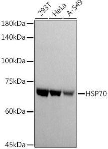 Antibody A306410-100 100 µl