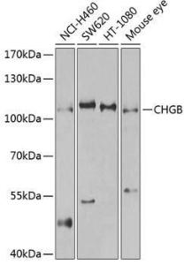 Western blot analysis of extracts of various cell lines, using Anti-Chromogranin B Antibody (A11573) at 1:1,000 dilution. The secondary antibody was Goat Anti-Rabbit IgG H&L Antibody (HRP) at 1:10,000 dilution.