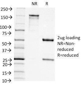 Antibody anti-CD11C ITGAX1242 BSA 100 µg