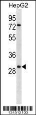 Anti-KLK10 Rabbit Polyclonal Antibody (APC (Allophycocyanin))