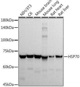 Antibody A306410-100 100 µl