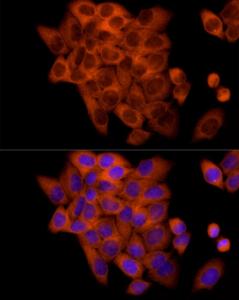 Antibody A309366-100 100 µl