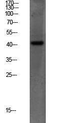 Western blot analysis of mouse liver lysate using Anti-PEX14 Antibody